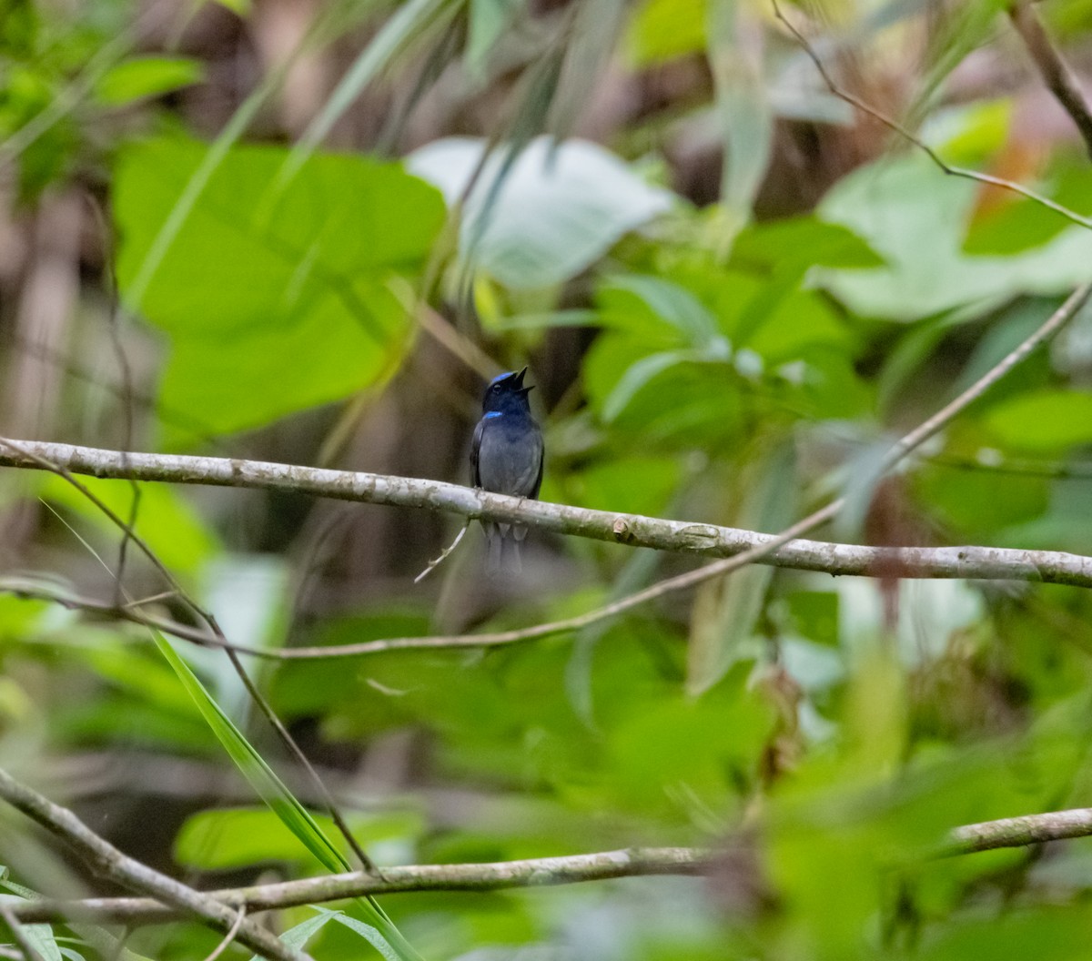 Small Niltava - Arun Raghuraman