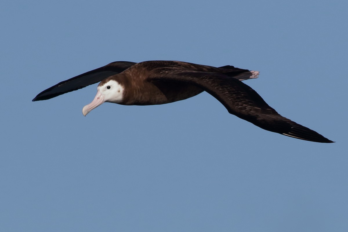 Antipodean Albatross (Gibson's) - Leigh Pieterse