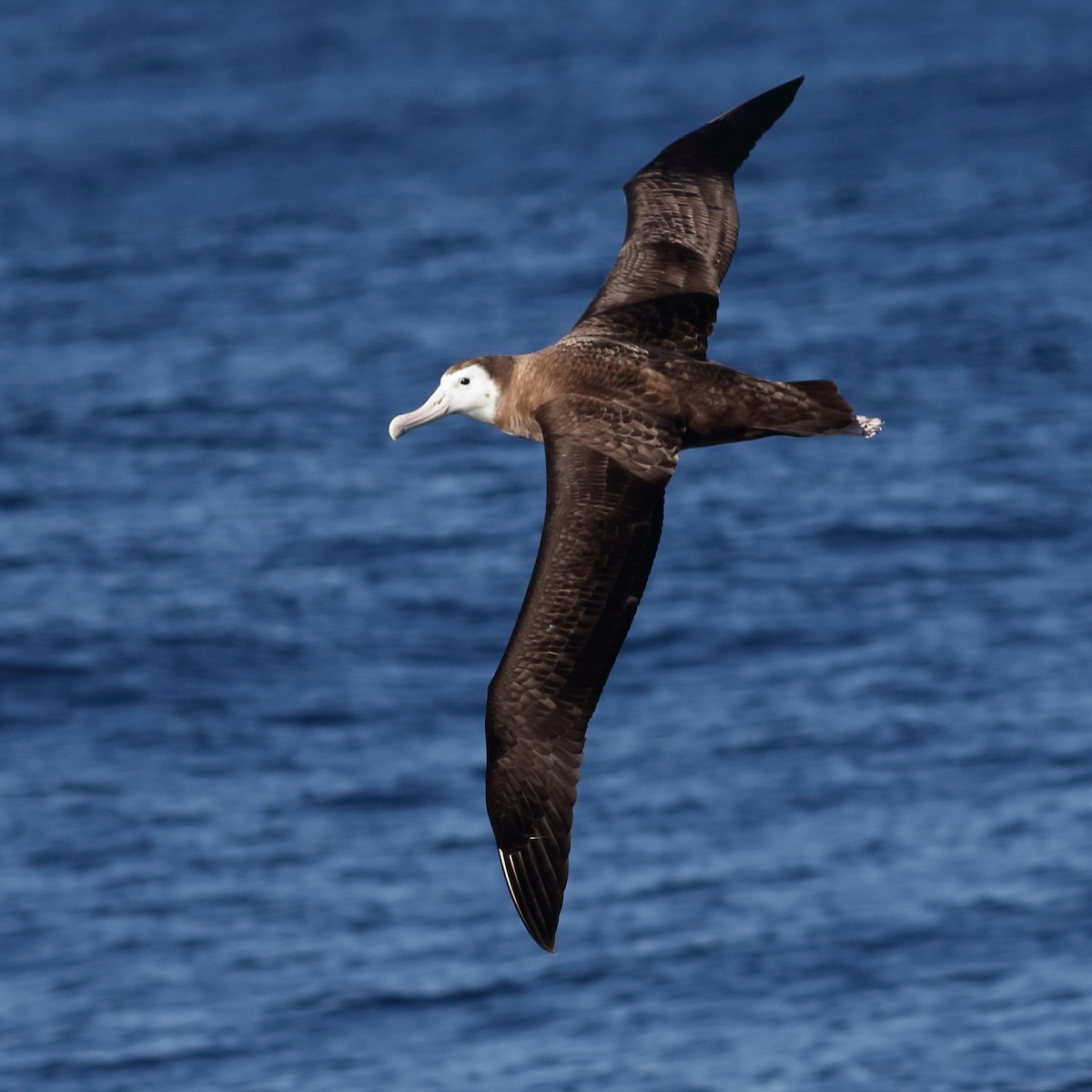 Albatros de las Antípodas (gibsoni) - ML619269246