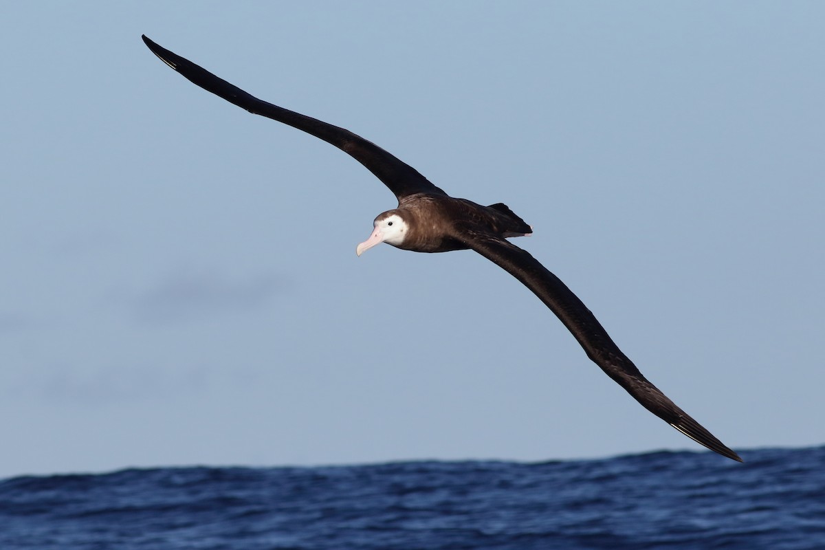 Albatros des Antipodes (gibsoni) - ML619269248