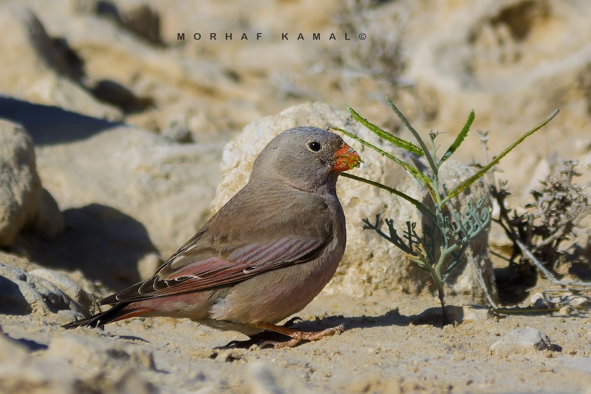 Trumpeter Finch - Morhaf Kamal