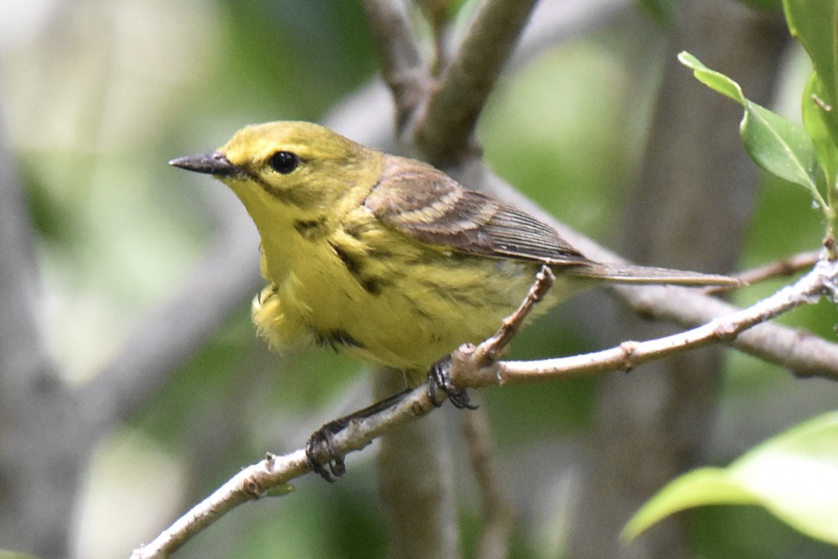 Prairie Warbler - ML619269250