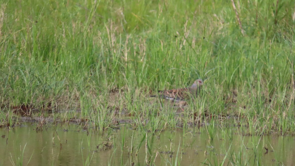 Oriental Turtle-Dove - YUKIKO ISHIKAWA