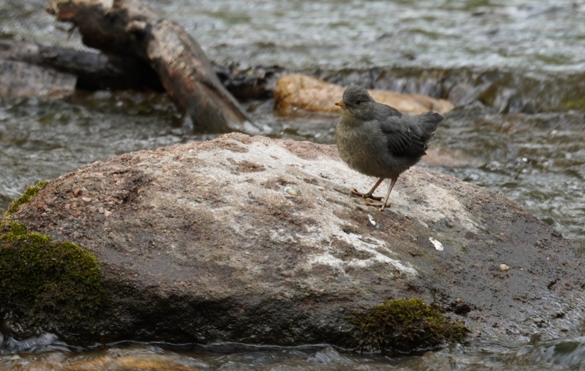 American Dipper - Kristy Dhaliwal