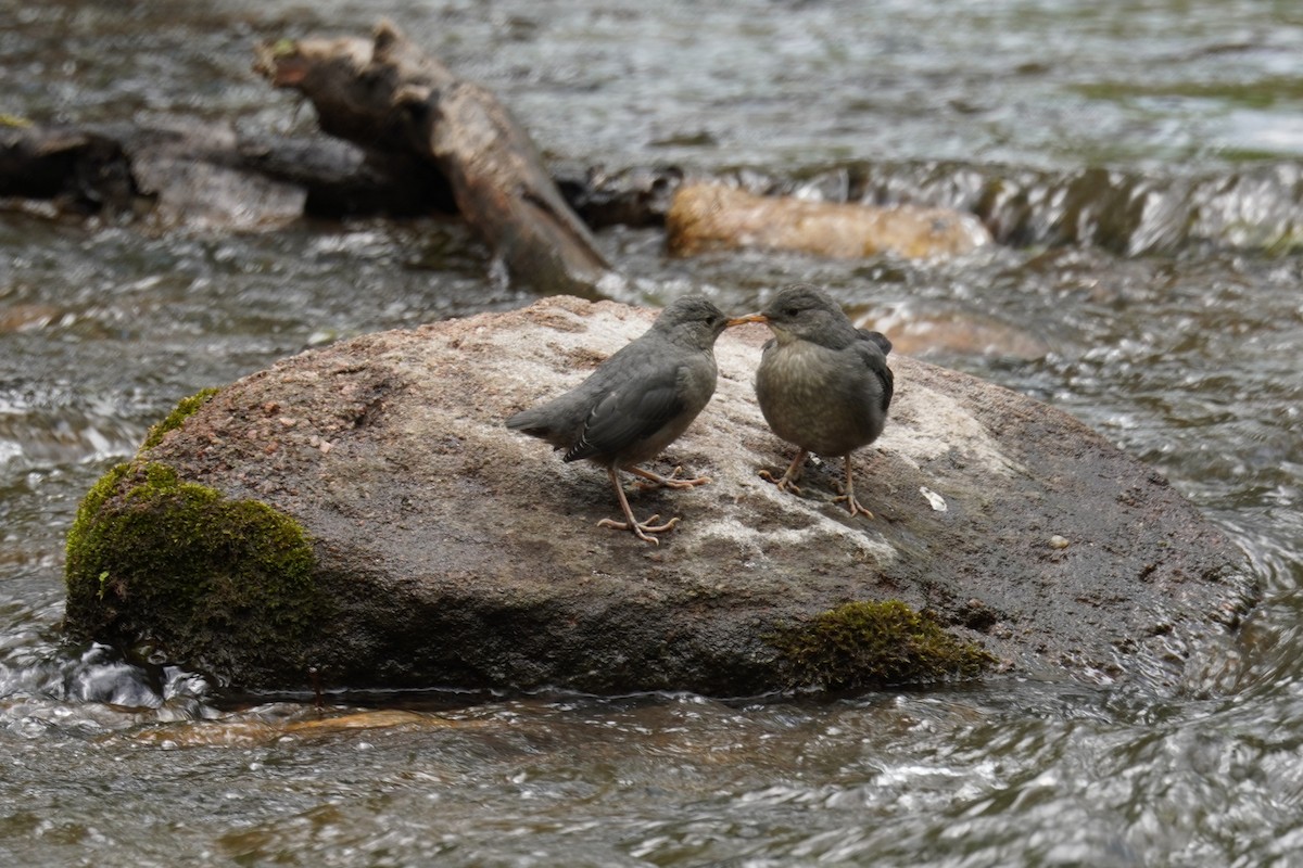 American Dipper - Kristy Dhaliwal