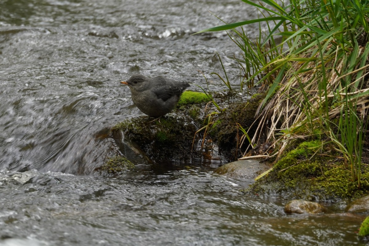 American Dipper - ML619269260