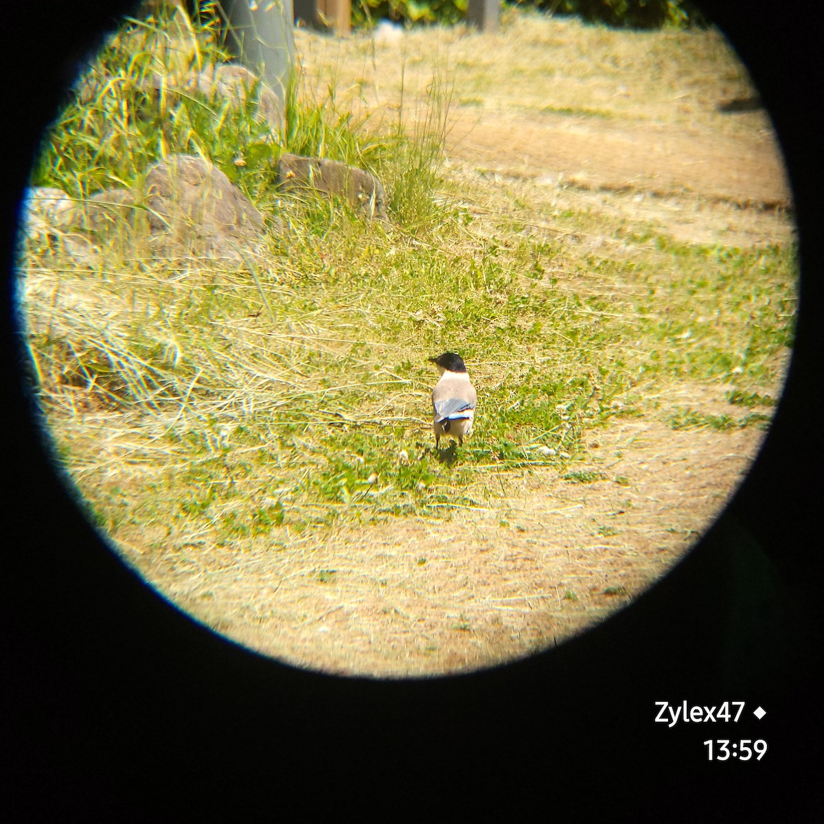 Azure-winged Magpie - Dusky Thrush