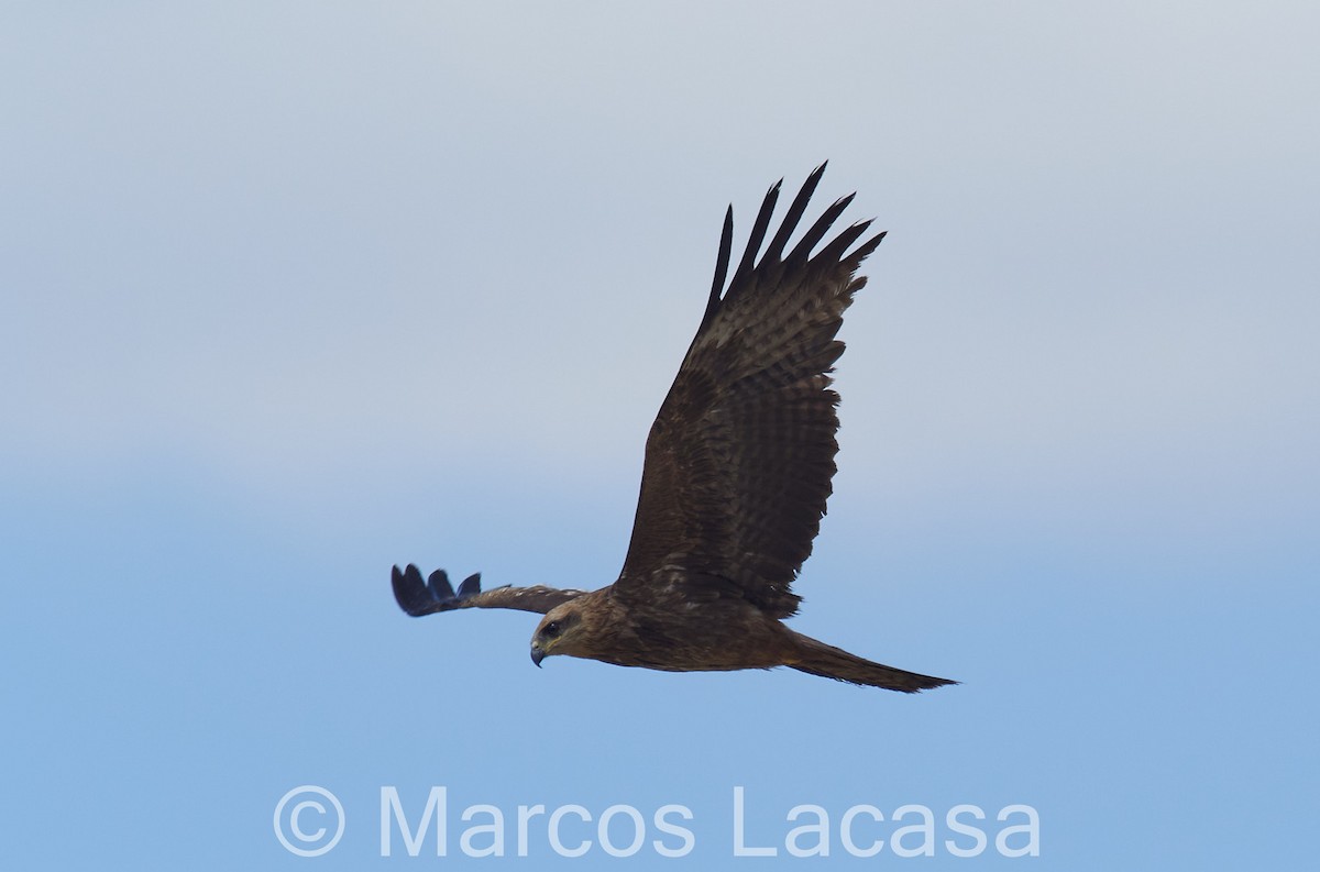 Black Kite - Marcos Lacasa