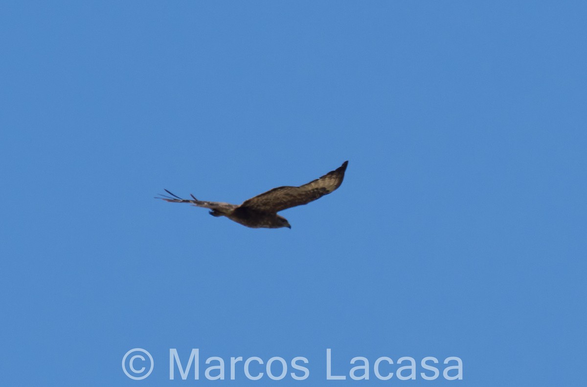 Common Buzzard - Marcos Lacasa
