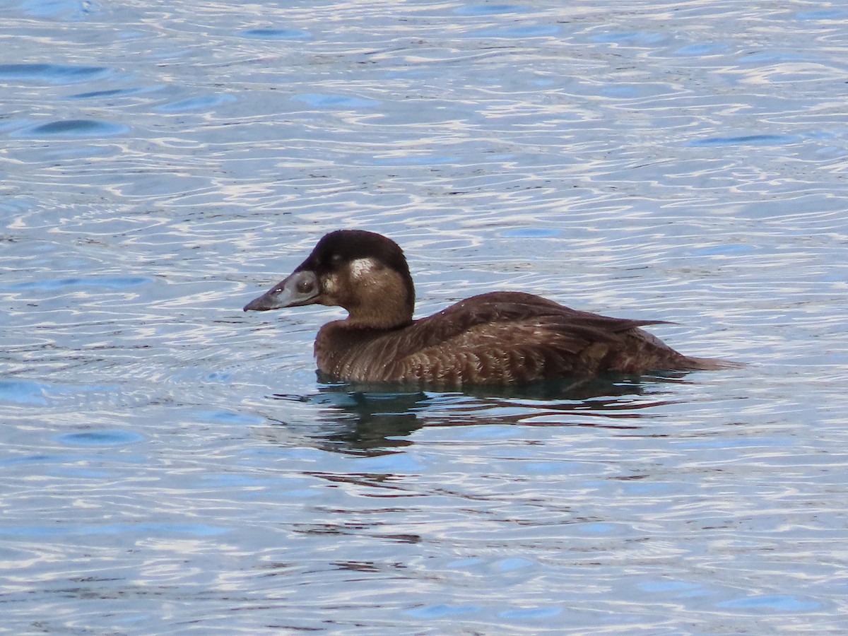 Surf Scoter - Clemente Álvarez Usategui