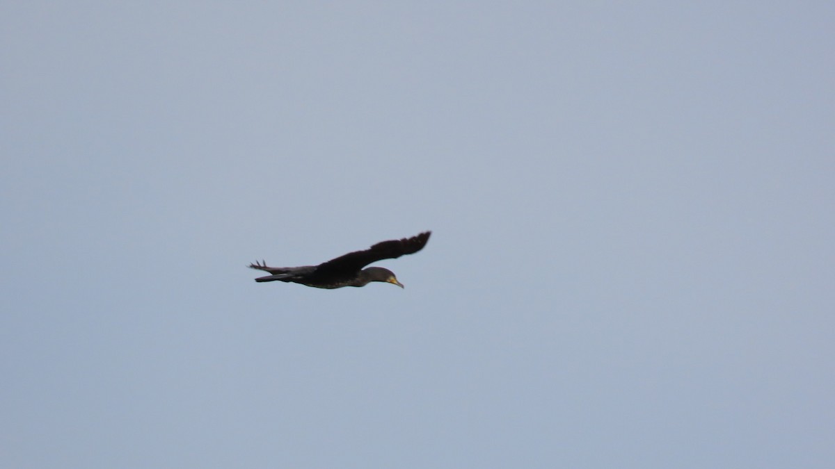 Cormorán Japonés - ML619269333