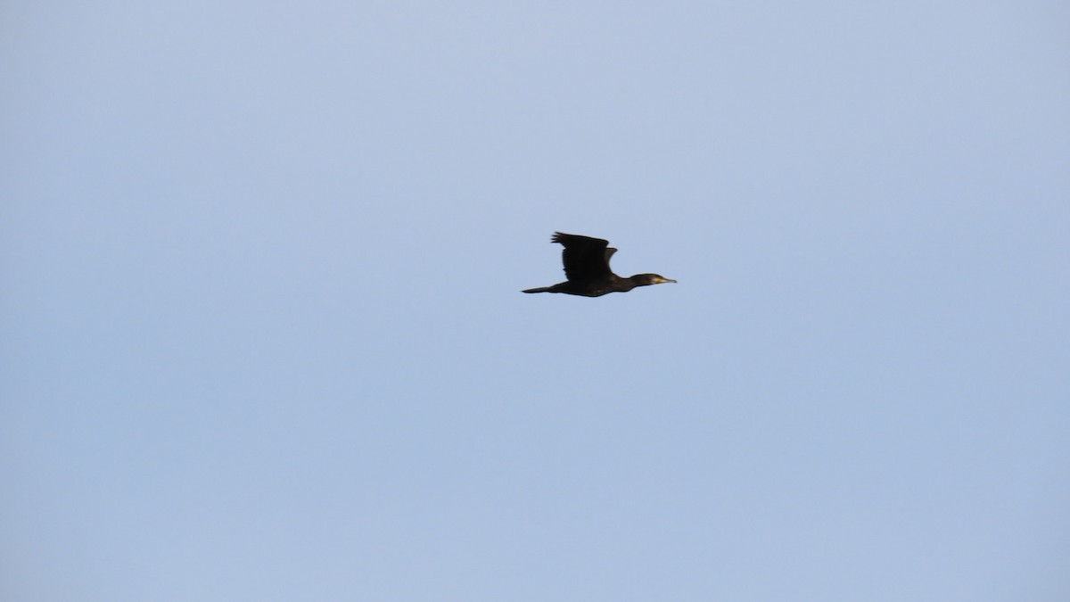 Japanese Cormorant - YUKIKO ISHIKAWA