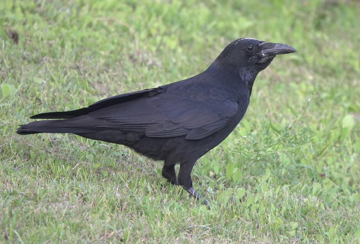 Carrion Crow - Martin Kennewell