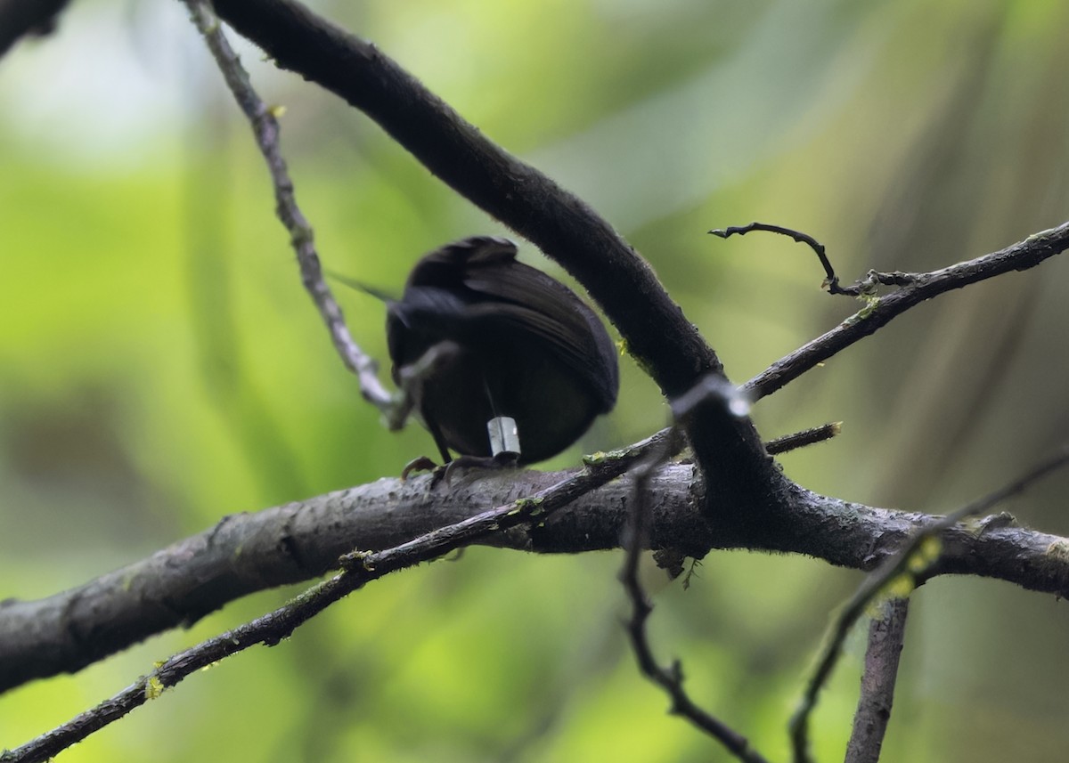 Black-throated Sunbird - Ayuwat Jearwattanakanok