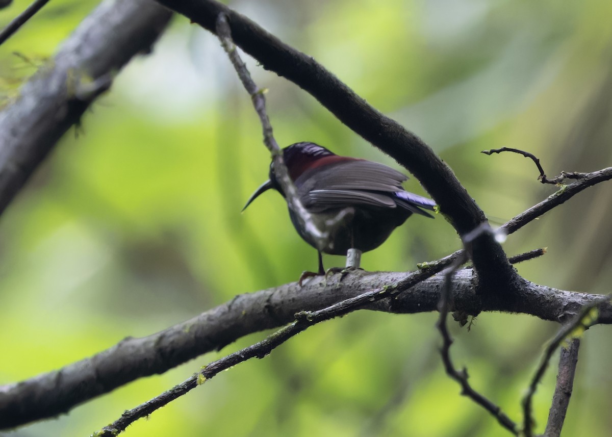 Black-throated Sunbird - Ayuwat Jearwattanakanok