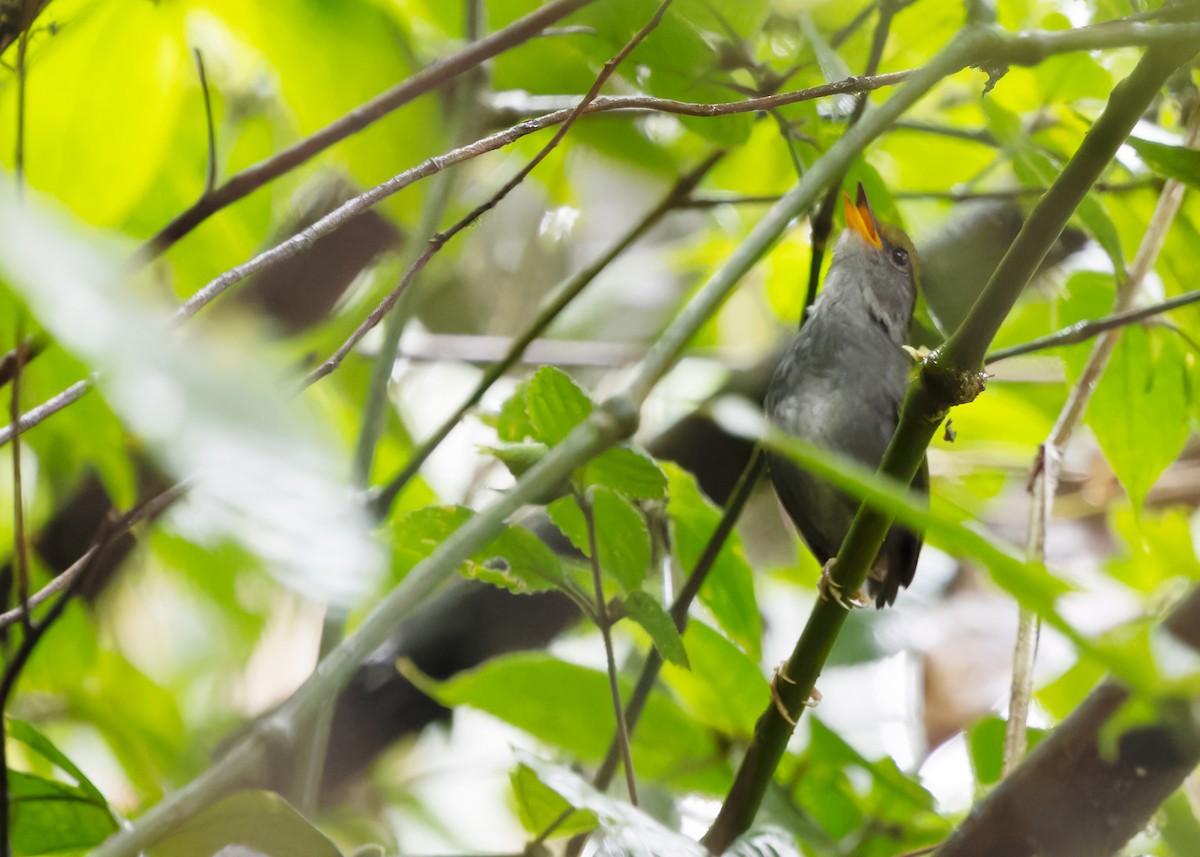 Gray-bellied Tesia - Ayuwat Jearwattanakanok