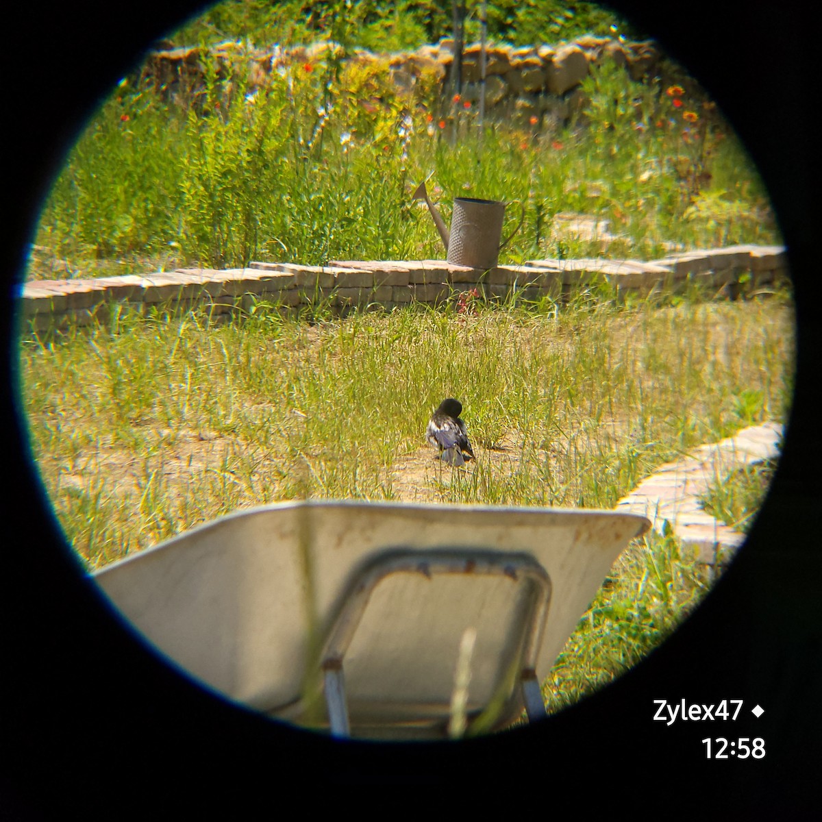 Oriental Magpie - Dusky Thrush