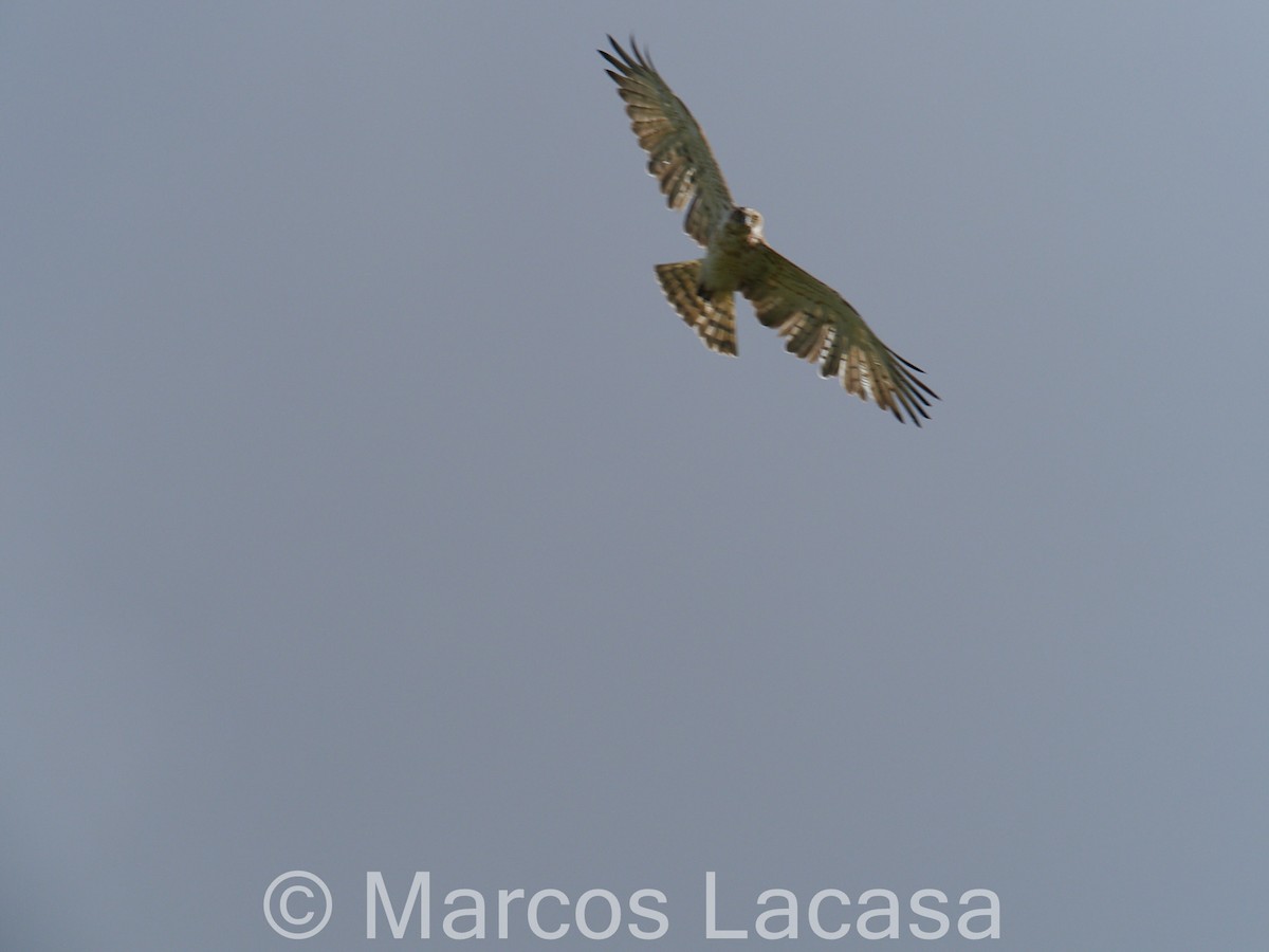 Short-toed Snake-Eagle - Marcos Lacasa