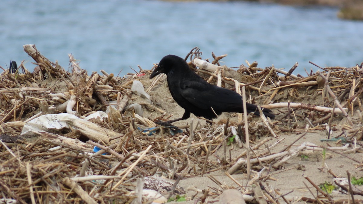 Carrion Crow - YUKIKO ISHIKAWA