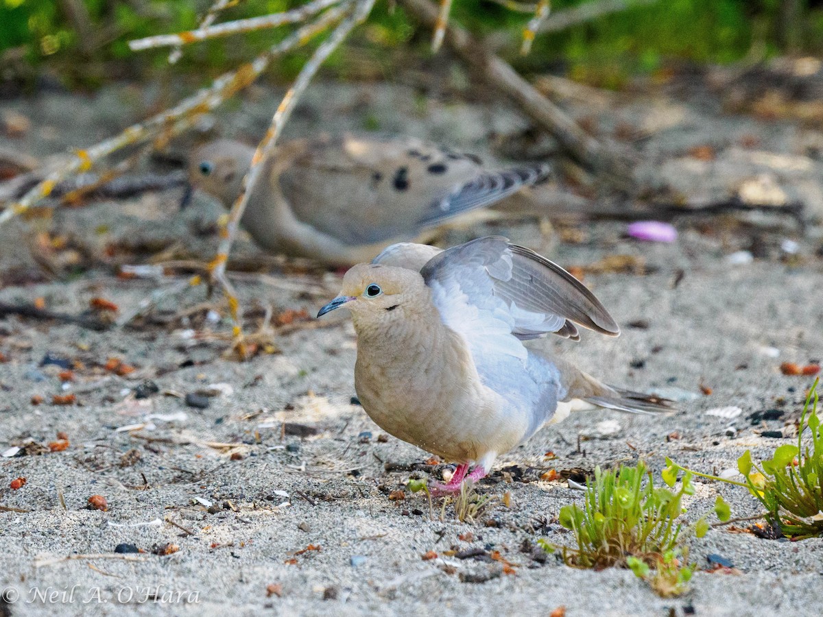 Mourning Dove - Neil O'Hara