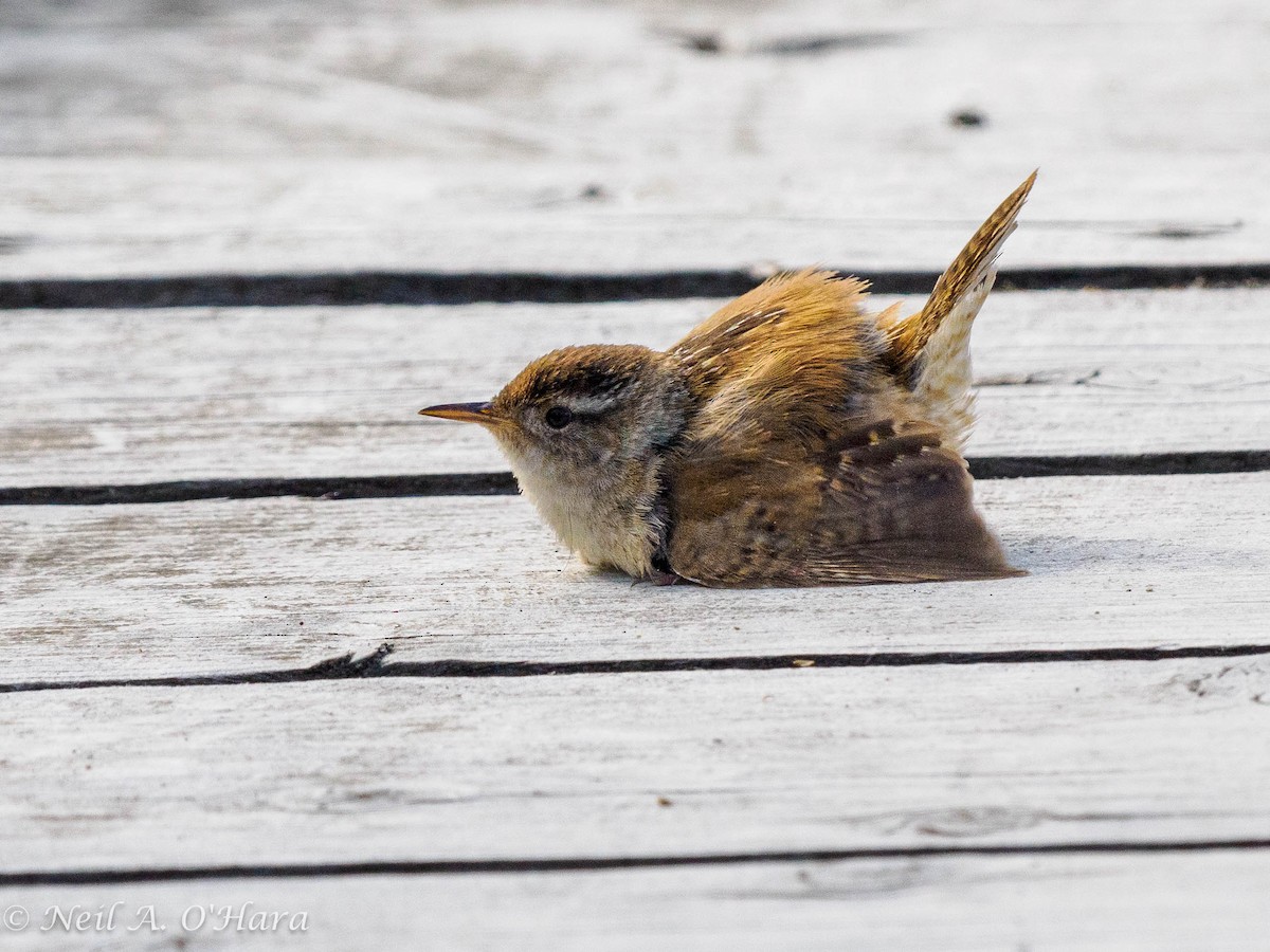 Marsh Wren - Neil O'Hara