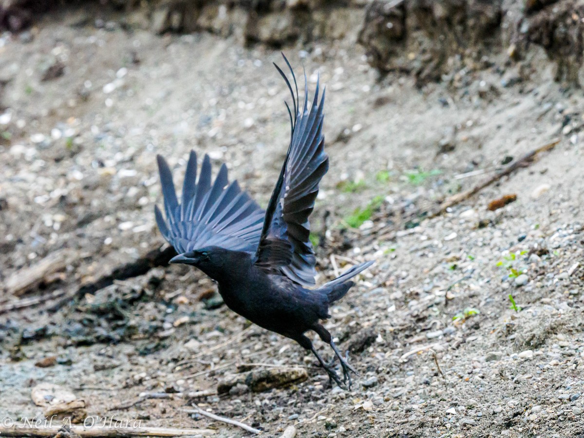 American Crow - Neil O'Hara