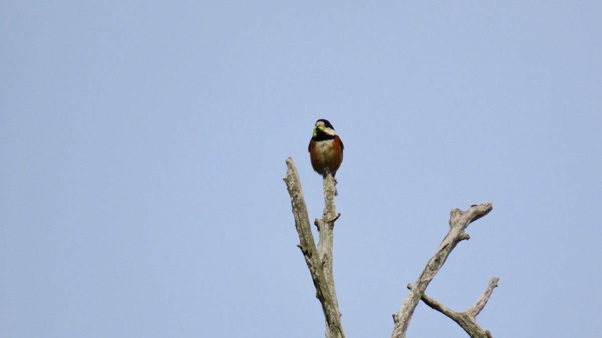 Varied Tit - YUKIKO ISHIKAWA