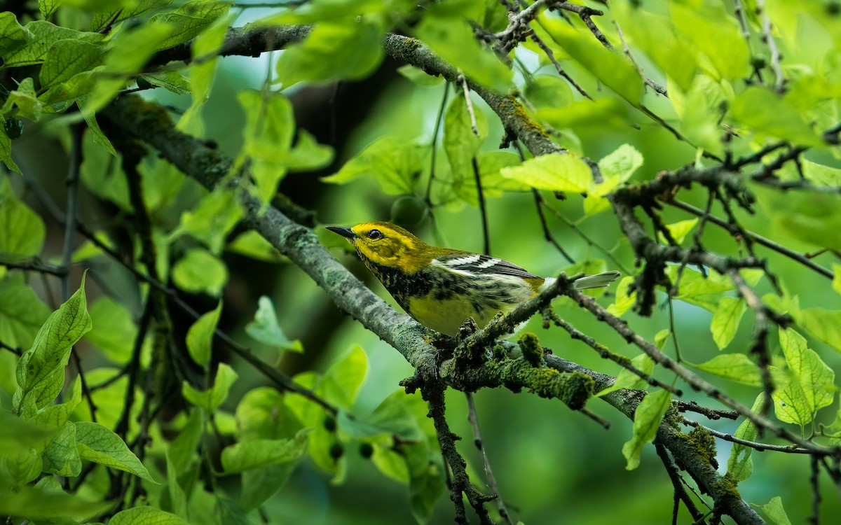 Black-throated Green Warbler - Joshua Zhou