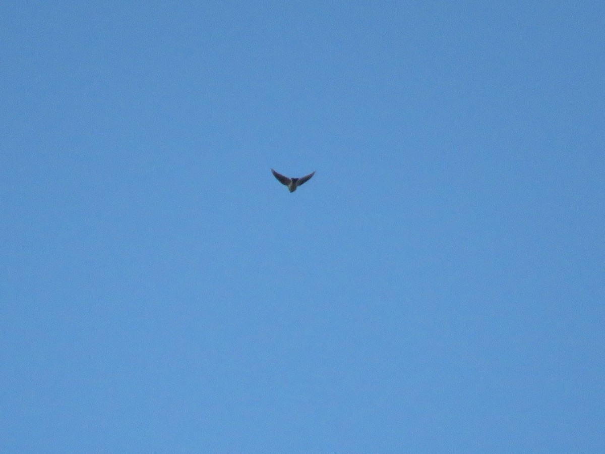 Eurasian Skylark - Josiah Evans