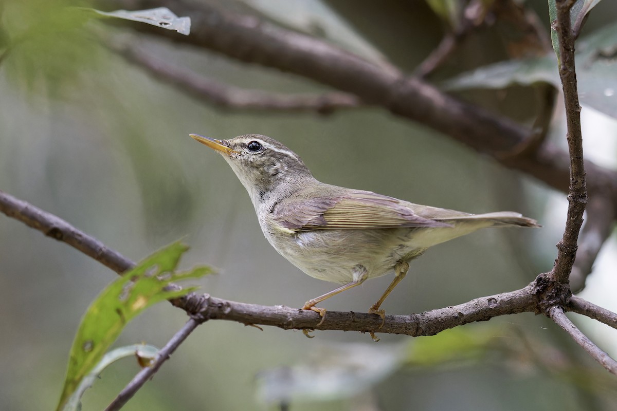 Arctic Warbler - Se Chea