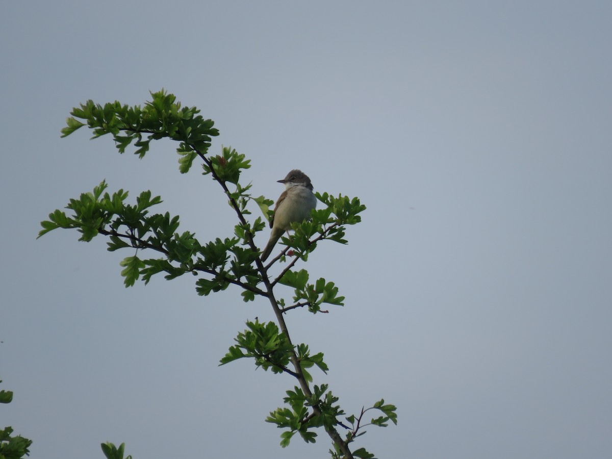 Greater Whitethroat - Josiah Evans