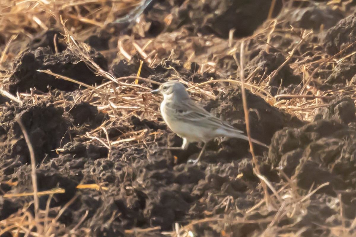 Water Pipit - Oren Shatz