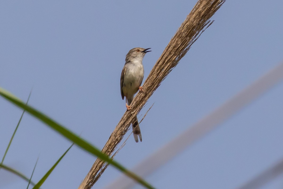 Graceful Prinia - Oren Shatz