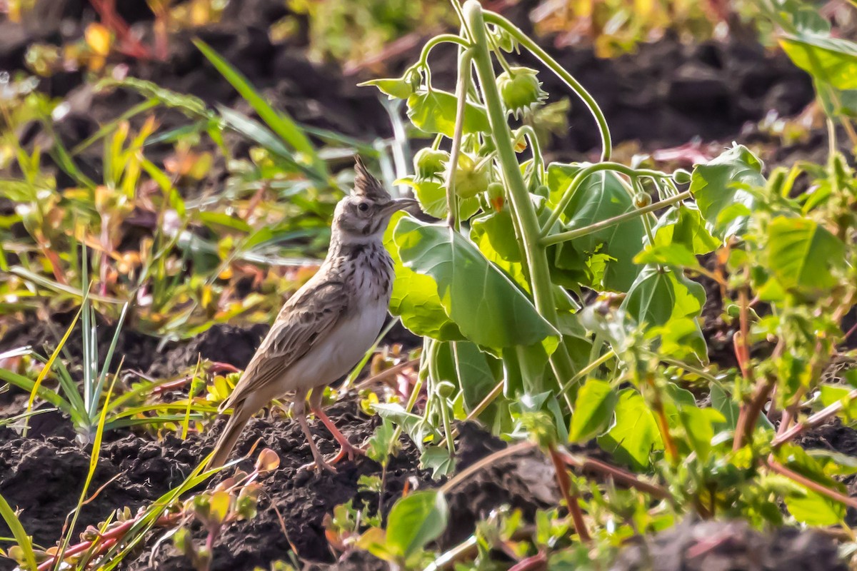 Crested Lark - Oren Shatz