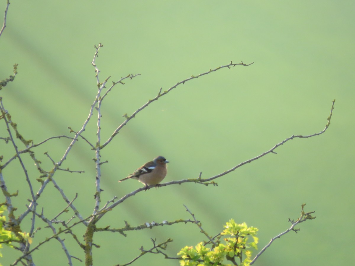 Common Chaffinch - Josiah Evans