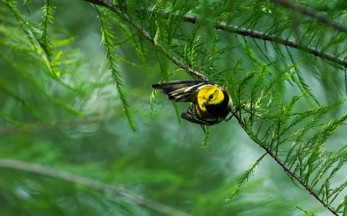 Black-throated Green Warbler - Joshua Zhou