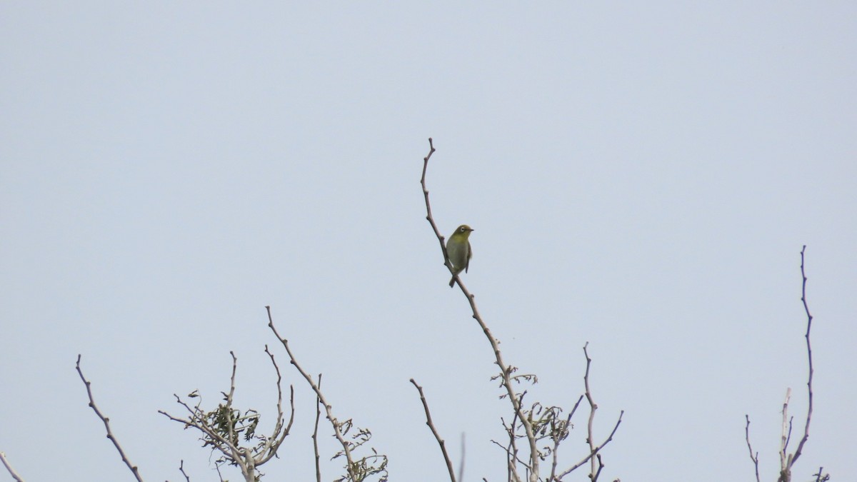 Warbling White-eye - YUKIKO ISHIKAWA