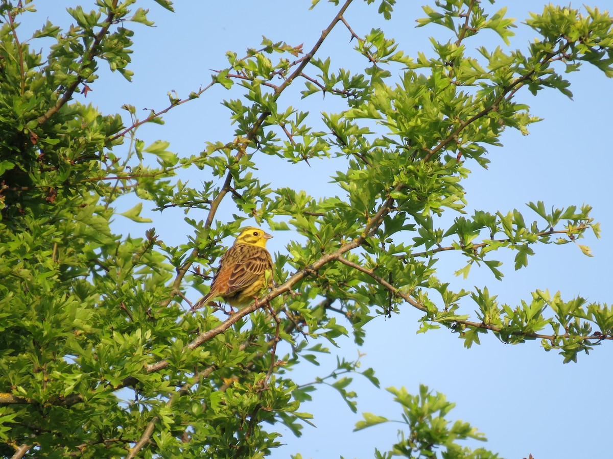 Yellowhammer - Josiah Evans