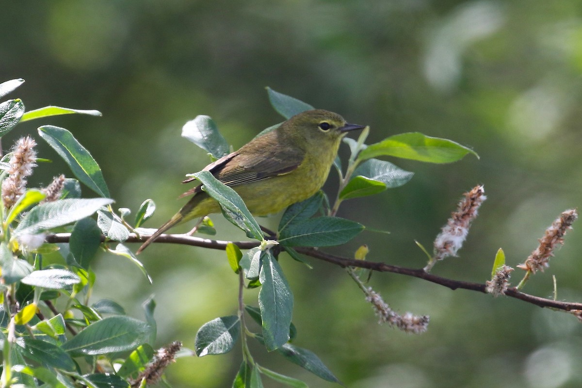 Orange-crowned Warbler - John F. Gatchet