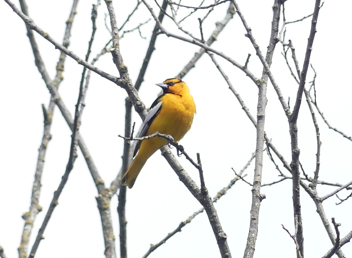 Bullock's Oriole - Aziza Cooper