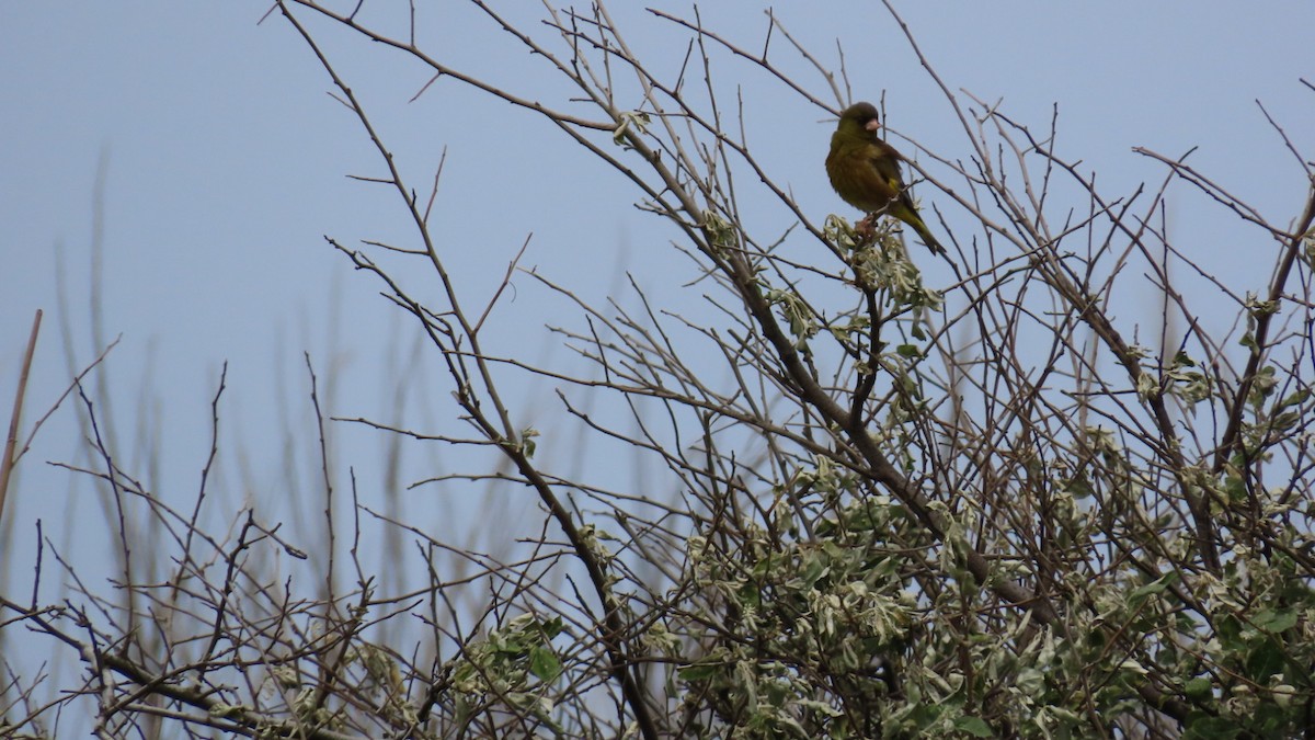 Oriental Greenfinch - YUKIKO ISHIKAWA