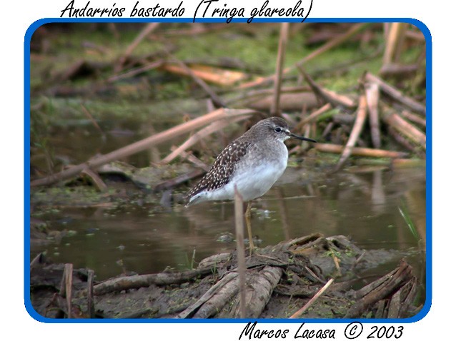 Green Sandpiper - Marcos Lacasa