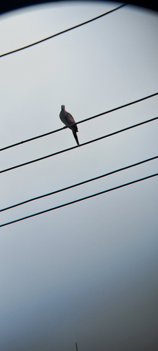 Spotted Dove - Mahima Shenoy