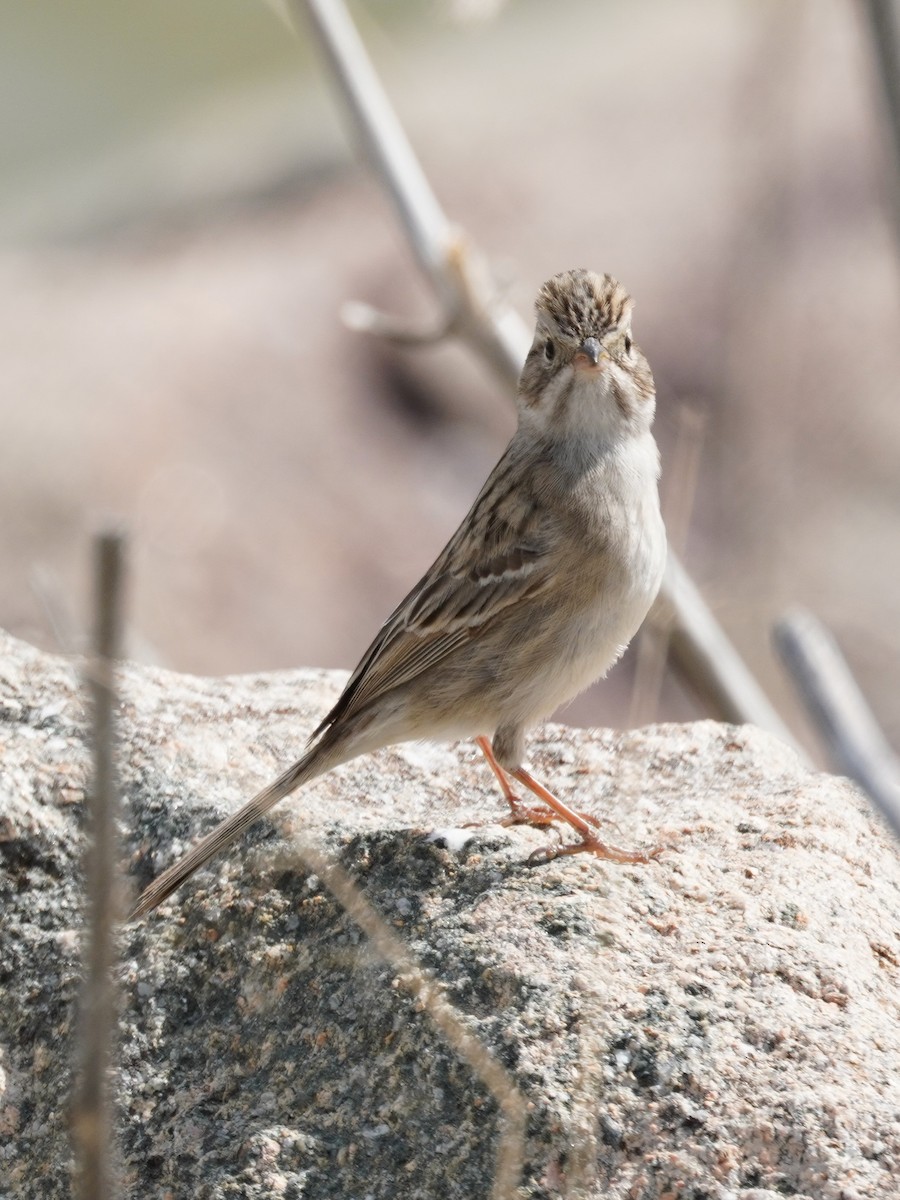 Brewer's Sparrow - Kristy Dhaliwal