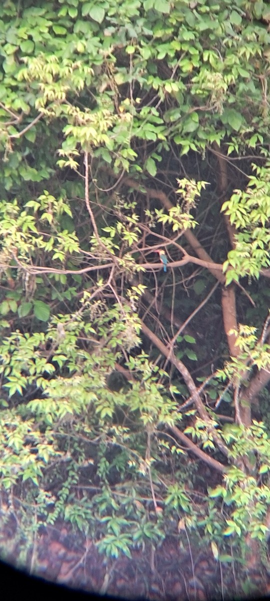 Stork-billed Kingfisher - Mahima Shenoy