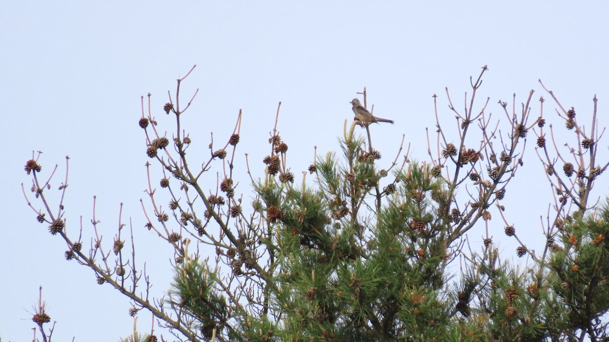 Brown-eared Bulbul - YUKIKO ISHIKAWA