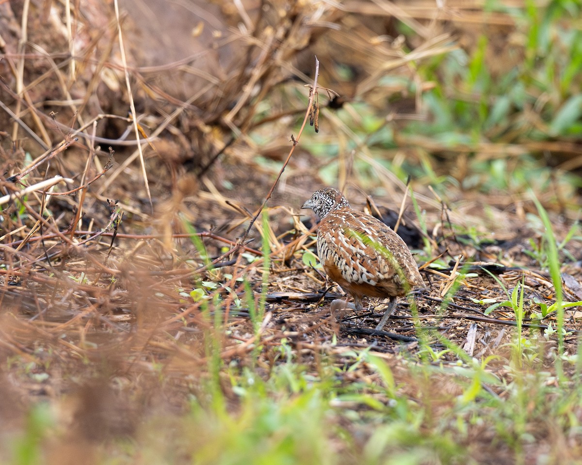 Barred Buttonquail - ML619269646