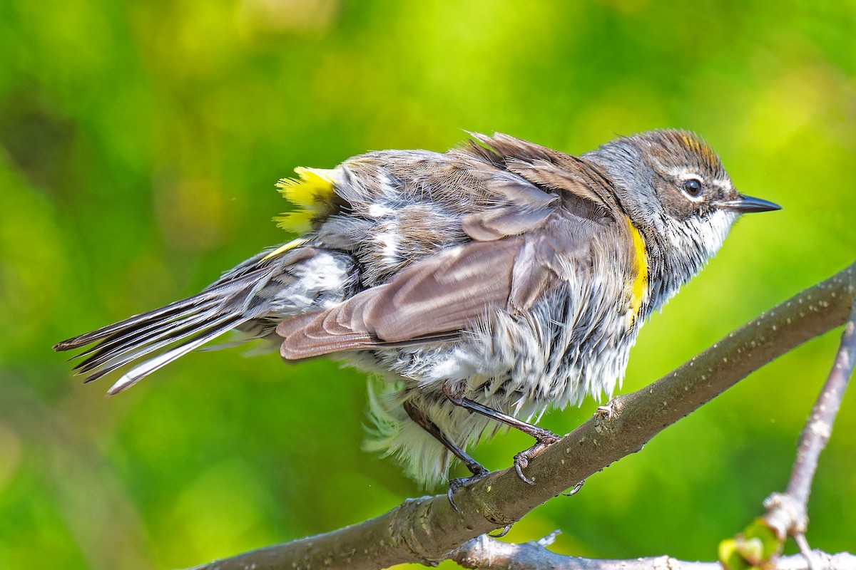 Yellow-rumped Warbler - Claude Duchesneau