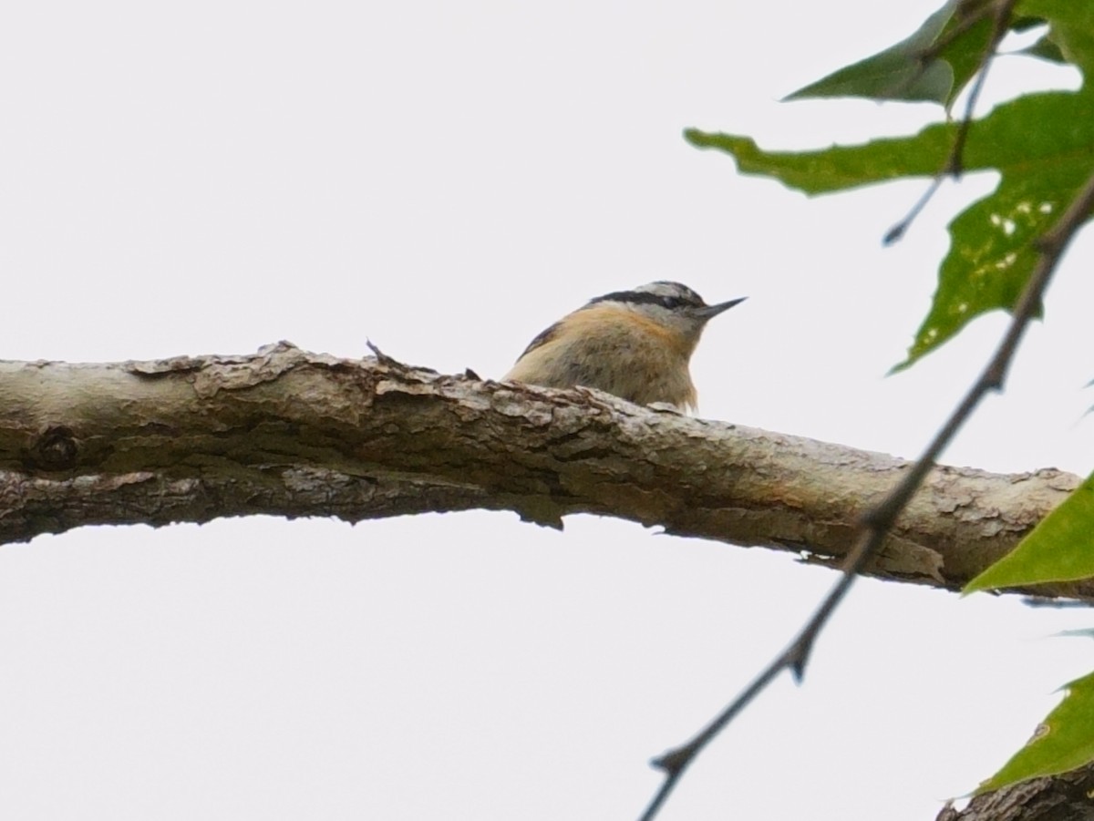 Red-breasted Nuthatch - Merryl Edelstein