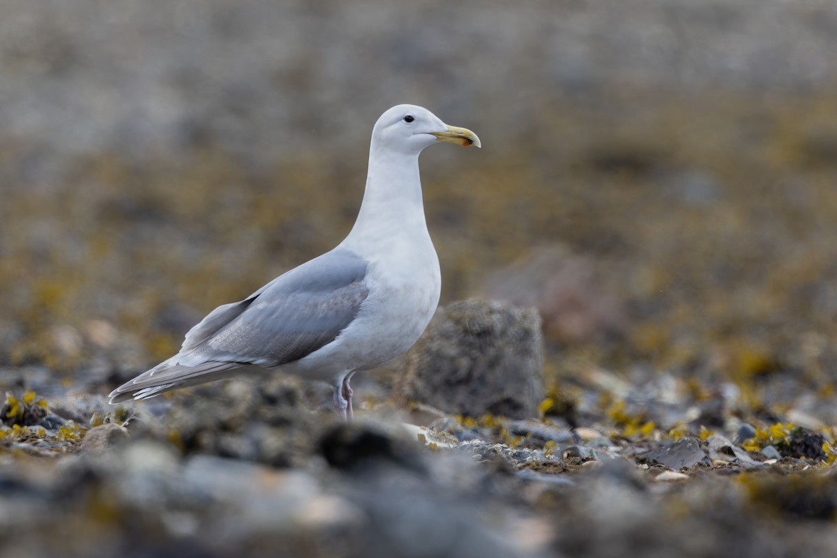 Gaviota de Bering - ML619269678